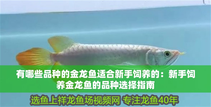 有哪些品種的金龍魚適合新手飼養(yǎng)的：新手飼養(yǎng)金龍魚的品種選擇指南 有哪些品種的金龍魚適合新手飼養(yǎng)的：新手飼養(yǎng)金龍魚的品種選擇指南 水族問答