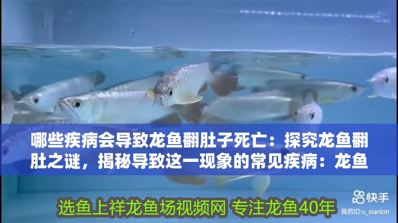 哪些疾病會(huì)導(dǎo)致龍魚(yú)翻肚子死亡：探究龍魚(yú)翻肚之謎，揭秘導(dǎo)致這一現(xiàn)象的常見(jiàn)疾病：龍魚(yú)翻肚子怎么辦？