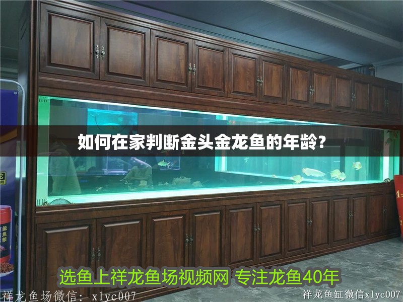 如何在家判斷金頭金龍魚的年齡？ 如何在家判斷金頭金龍魚的年齡？ 龍魚百科