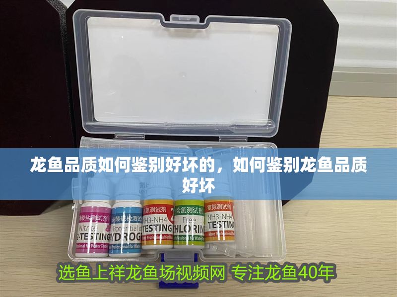 龍魚品質如何鑒別好壞的，如何鑒別龍魚品質好壞