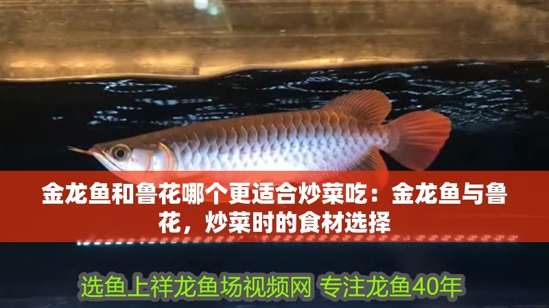 紅龍魚室內多少溫度要開加熱棒：紅龍魚最適宜的飼養(yǎng)溫度在24-29攝氏度之間