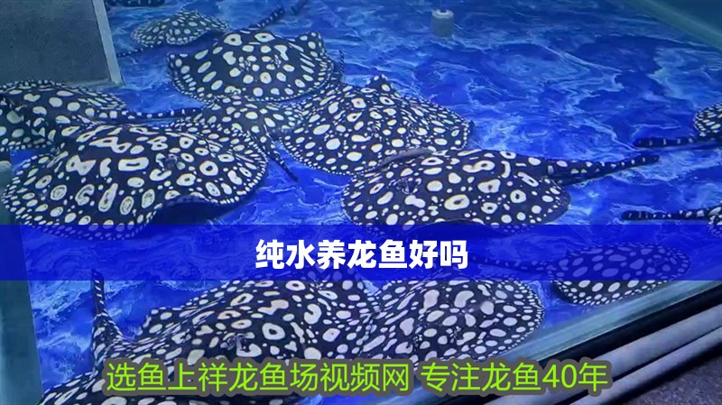 純水養龍魚好嗎