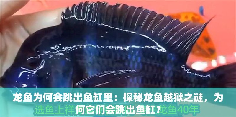 龍魚為何會跳出魚缸里：探秘龍魚越獄之謎，為何它們會跳出魚缸？