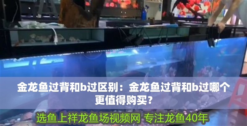 金龍魚過背和b過區別：金龍魚過背和b過哪個更值得購買？ 金龍魚過背和b過區別：金龍魚過背和b過哪個更值得購買？ 水族問答