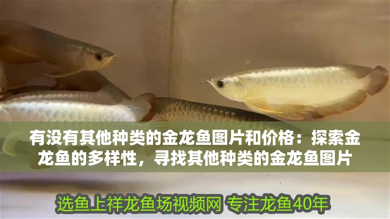 有沒有其他種類的金龍魚圖片和價格：探索金龍魚的多樣性，尋找其他種類的金龍魚圖片