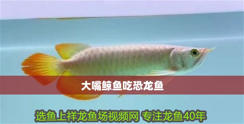 如何正確給龍魚進行夾板治療？