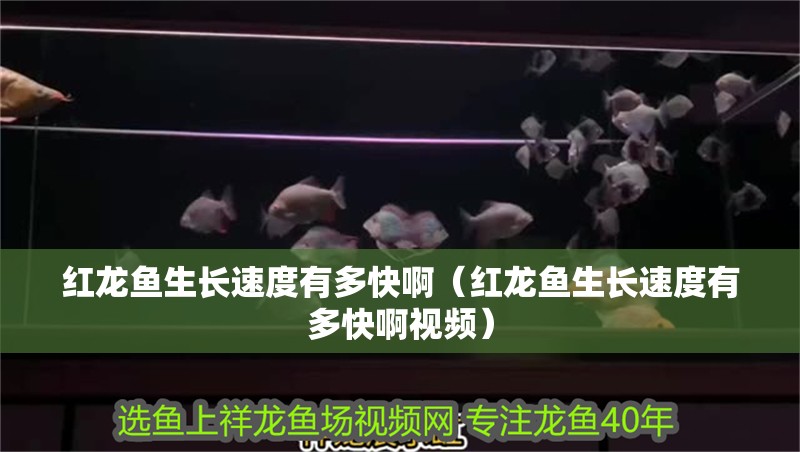 紅龍魚生長速度有多快?。t龍魚生長速度有多快啊視頻）