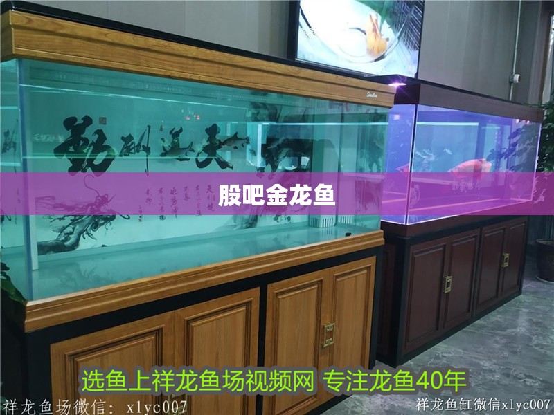 股吧金龍魚
