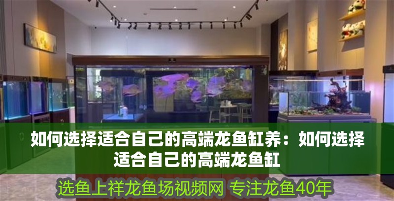 如何選擇適合自己的高端龍魚缸養：如何選擇適合自己的高端龍魚缸