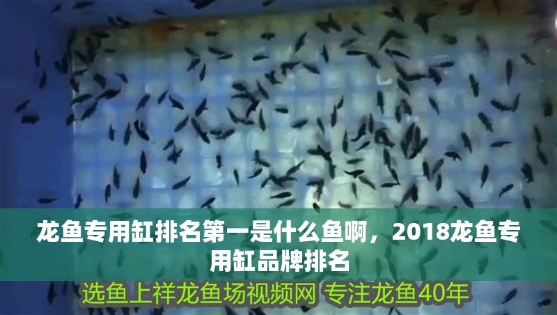 龍魚專用缸排名第一是什么魚啊，2018龍魚專用缸品牌排名