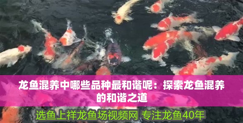 龍魚混養中哪些品種最和諧呢：探索龍魚混養的和諧之道 龍魚混養中哪些品種最和諧呢：探索龍魚混養的和諧之道 水族問答