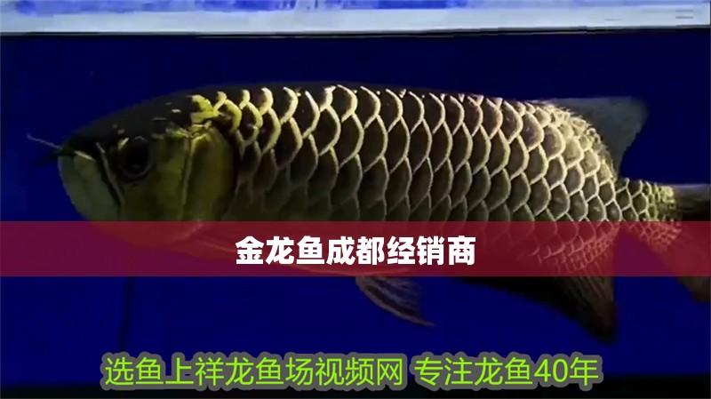 金龍魚<strong><mark>成都</mark></strong>經銷商