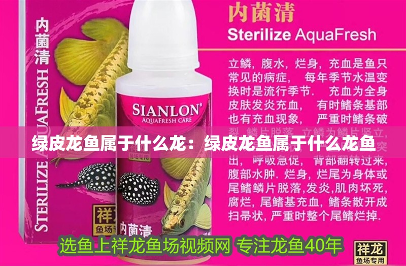 綠皮龍魚屬于什么龍：綠皮龍魚屬于什么龍魚