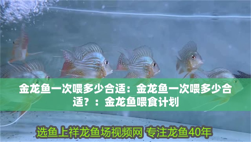 金龍魚一次喂多少合適：金龍魚一次喂多少合適？：金龍魚喂食計劃