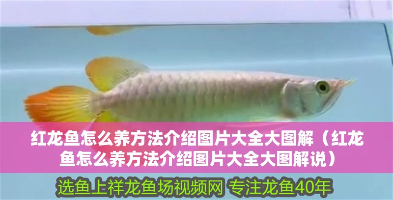 紅龍魚怎么養方法介紹圖片大全大圖解（紅龍魚怎么養方法介紹圖片大全大圖解說）