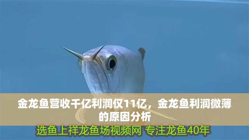 金龍魚營收千億利潤僅11億，金龍魚利潤微薄的原因分析