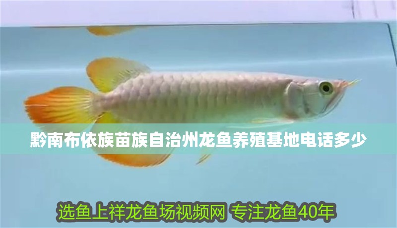 黔南布依族苗族自治州龍魚養殖基地電話多少 黔南布依族苗族自治州龍魚養殖基地電話多少 龍魚百科