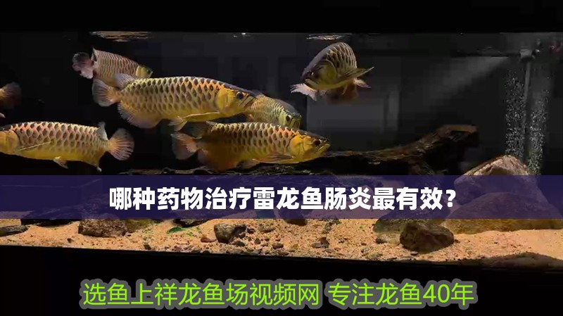 哪種藥物治療雷龍魚腸炎最有效？