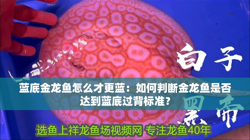 藍底金龍魚怎么才更藍：如何判斷金龍魚是否達到藍底過背標準？ 藍底金龍魚怎么才更藍：如何判斷金龍魚是否達到藍底過背標準？ 水族問答