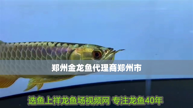 鄭州金龍魚代理商鄭州市
