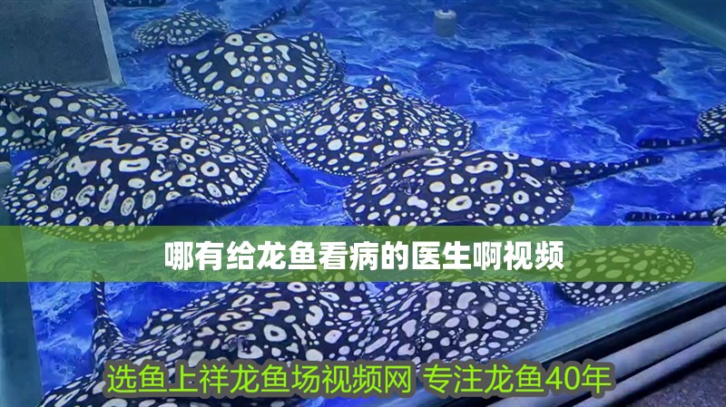 哪有給龍魚看病的醫生啊視頻