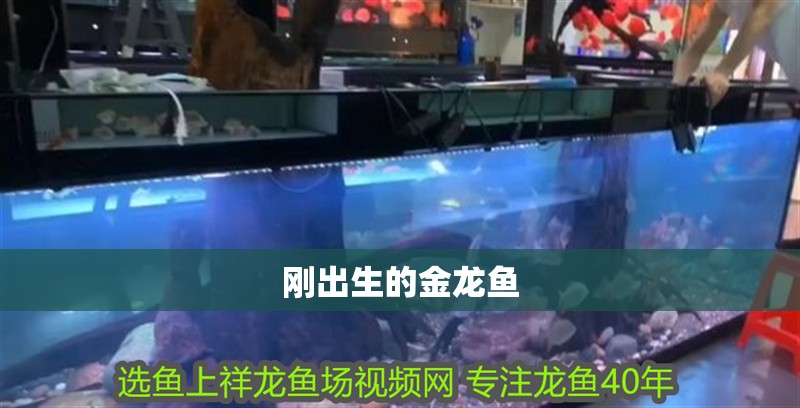 剛出生的金龍魚 剛出生的金龍魚 龍魚百科