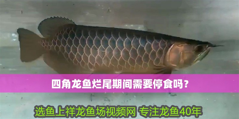 四角龍魚爛尾期間需要停食嗎？