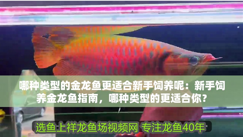 哪種類型的金龍魚更適合新手飼養呢：新手飼養金龍魚指南，哪種類型的更適合你？