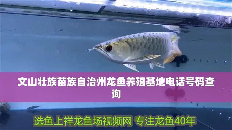 文山壯族苗族自治州龍魚養殖基地電話號碼查詢 文山壯族苗族自治州龍魚養殖基地電話號碼查詢 龍魚百科