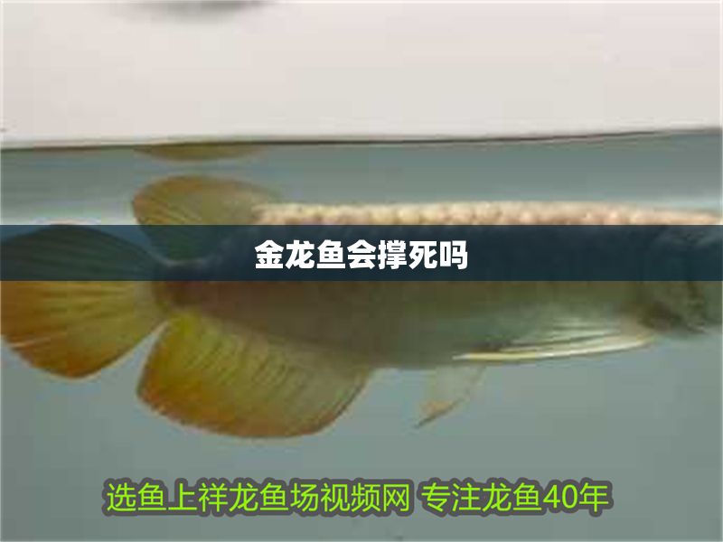 金龍魚會撐死嗎 金龍魚會撐死嗎 龍魚百科 第2張