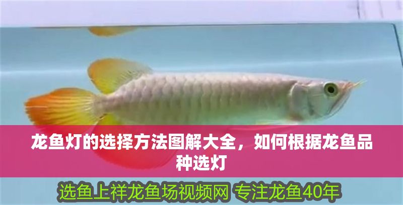 龍魚燈的選擇方法圖解大全，如何根據(jù)龍魚品種選燈 龍魚燈的選擇方法圖解大全，如何根據(jù)龍魚品種選燈 龍魚百科 第2張