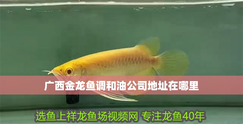 廣西金龍魚調和油公司地址在哪里