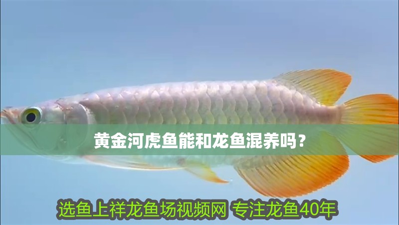 黃金河虎魚能和龍魚混養嗎？ 黃金河虎魚能和龍魚混養嗎？ 龍魚百科