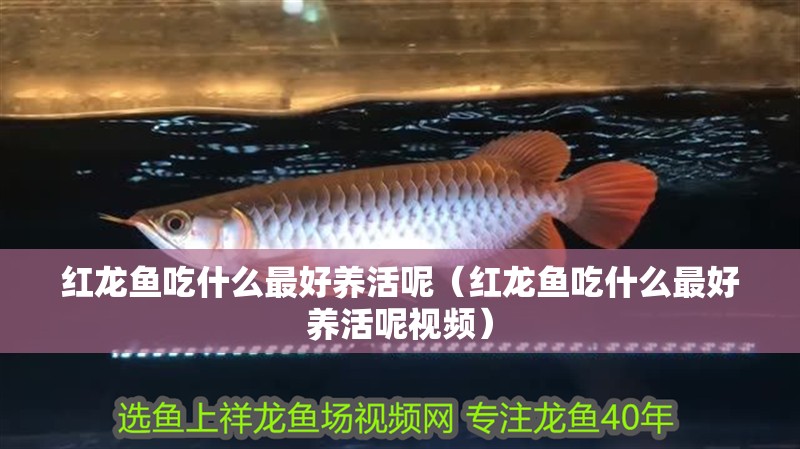 紅龍魚吃什么最好養活呢（紅龍魚吃什么最好養活呢視頻）