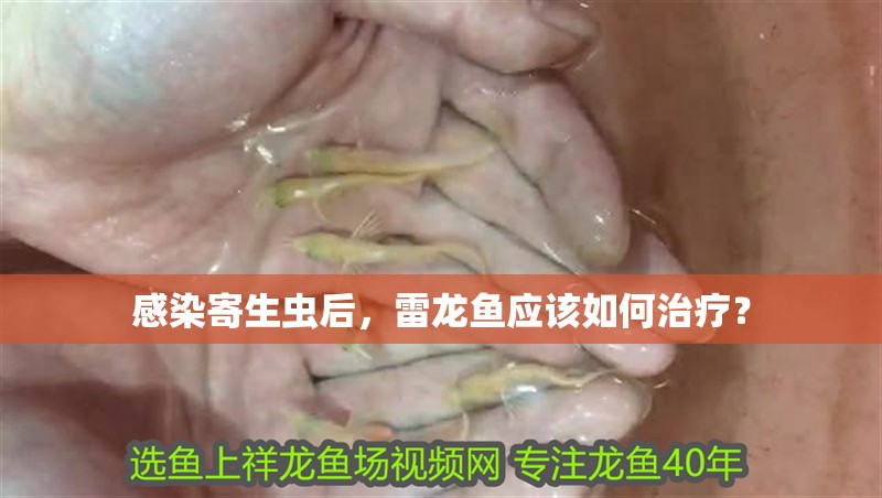 感染寄生蟲后，雷龍魚應該如何治療？