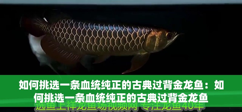 如何挑選一條血統純正的古典過背金龍魚：如何挑選一條血統純正的古典過背金龍魚