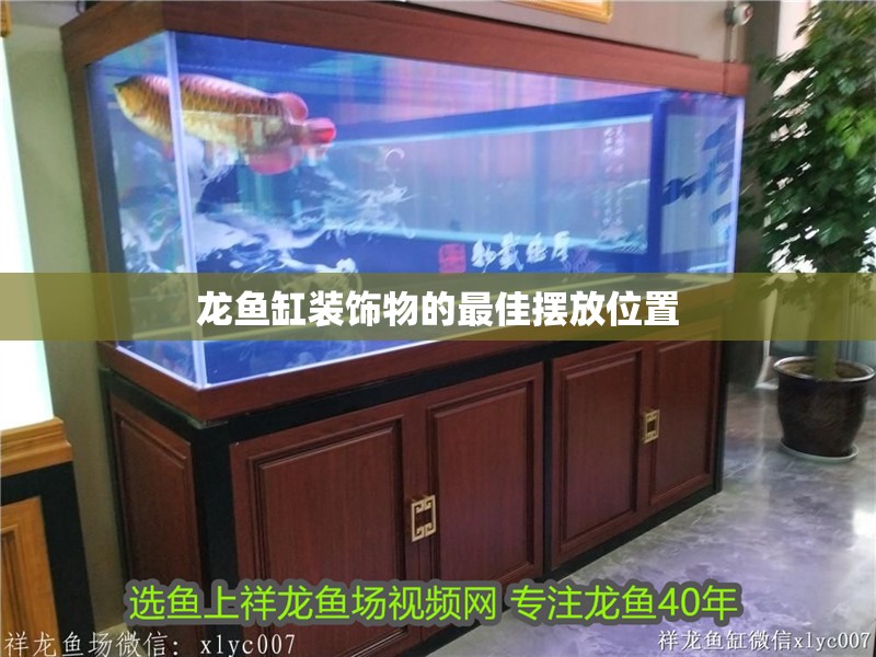 龍魚缸裝飾物的最佳擺放位置