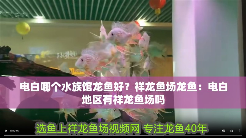 電白哪個水族館龍魚好？祥龍魚場龍魚：電白地區有祥龍魚場嗎 電白哪個水族館龍魚好？祥龍魚場龍魚：電白地區有祥龍魚場嗎 龍魚百科