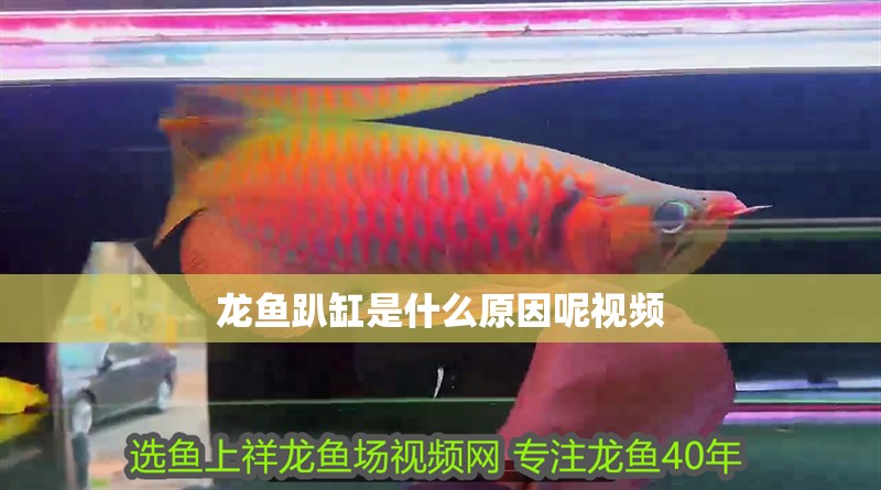 魚缸過濾器選購指南:自制魚缸過濾器魚缸上置過濾器對于養魚愛好者的必備知識 龍魚趴缸是什么原因呢視頻 龍魚百科 龍魚趴缸是什么原因呢視頻 龍魚趴缸是什么原因呢視頻 龍魚百科