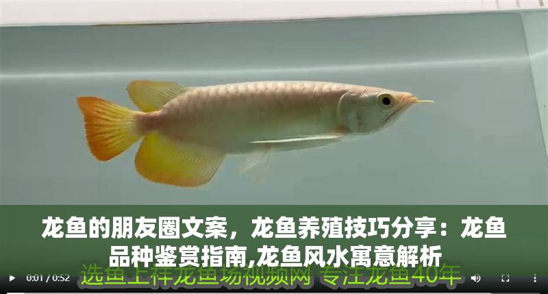 龍魚的朋友圈文案，龍魚養殖技巧分享：龍魚品種鑒賞指南,龍魚風水寓意解析 龍魚的朋友圈文案，龍魚養殖技巧分享：龍魚品種鑒賞指南,龍魚風水寓意解析 龍魚百科 第2張