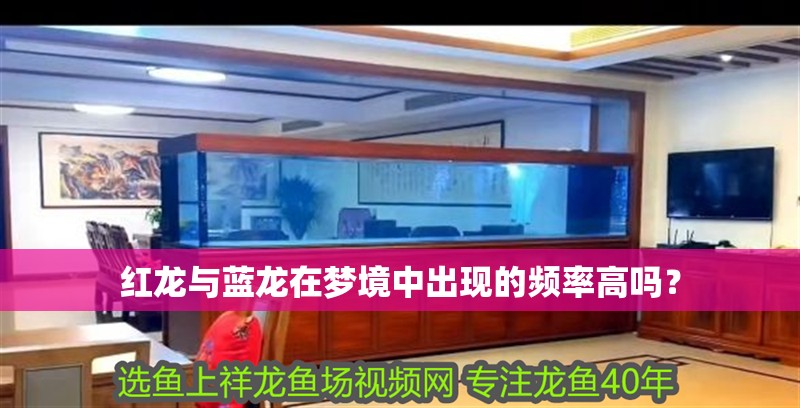 紅龍與藍龍在夢境中出現的頻率高嗎？ 紅龍與藍龍在夢境中出現的頻率高嗎？ 龍魚百科