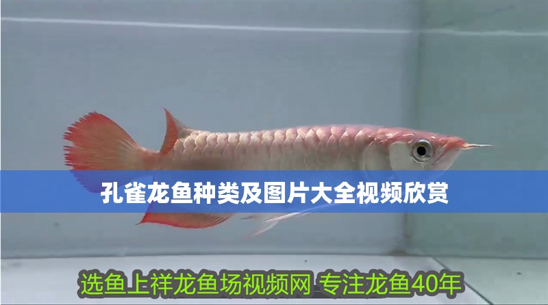 孔雀龍魚種類及圖片大全視頻欣賞