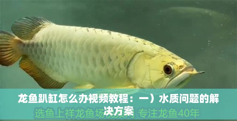 龍魚趴缸怎么辦視頻教程：一）水質問題的解決方案