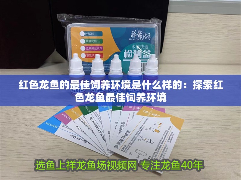 紅色龍魚的最佳飼養環境是什么樣的：探索紅色龍魚最佳飼養環境