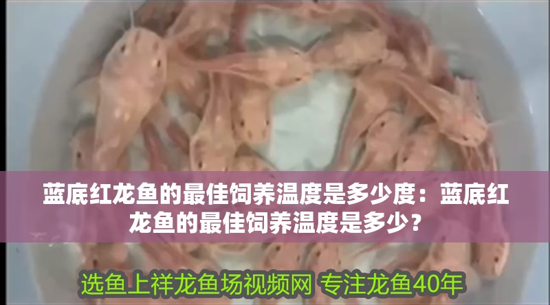 藍底紅龍魚的最佳飼養溫度是多少度：藍底紅龍魚的最佳飼養溫度是多少？