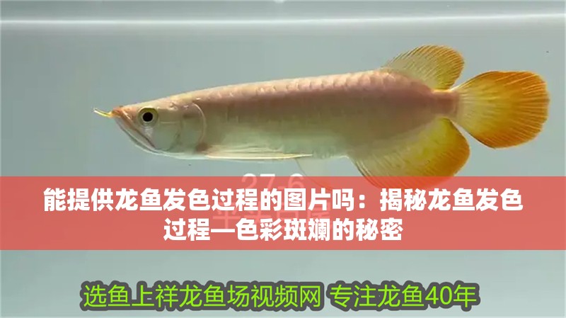 能提供龍魚發色過程的圖片嗎：揭秘龍魚發色過程—色彩斑斕的秘密