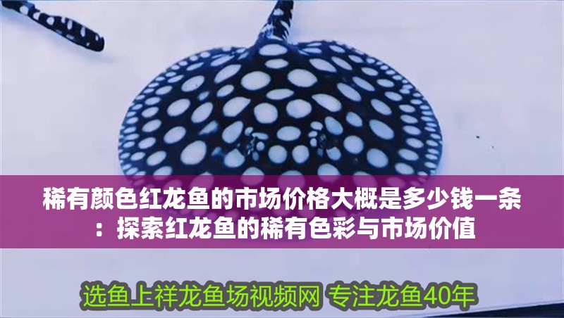 稀有顏色紅龍魚的市場價格大概是多少錢一條：探索紅龍魚的稀有色彩與市場價值