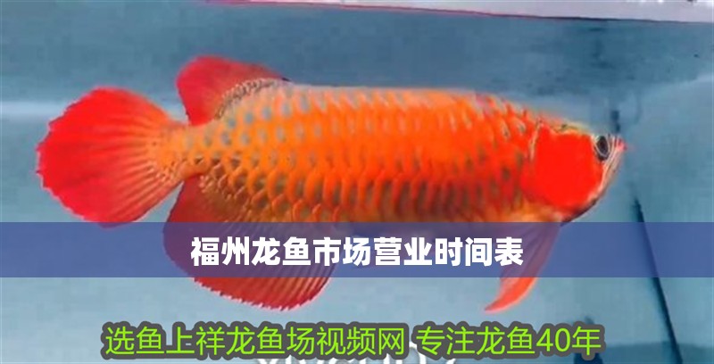 福州龍魚市場營業時間表