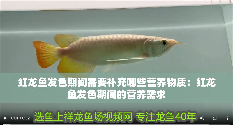 紅龍魚發色期間需要補充哪些營養物質：紅龍魚發色期間的營養需求