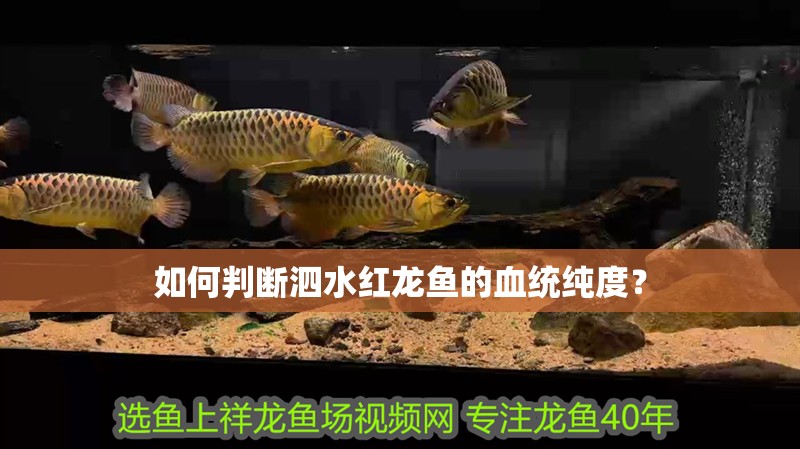 如何判斷泗水紅龍魚的血統純度？